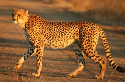 Cheetah_Kruger.jpg